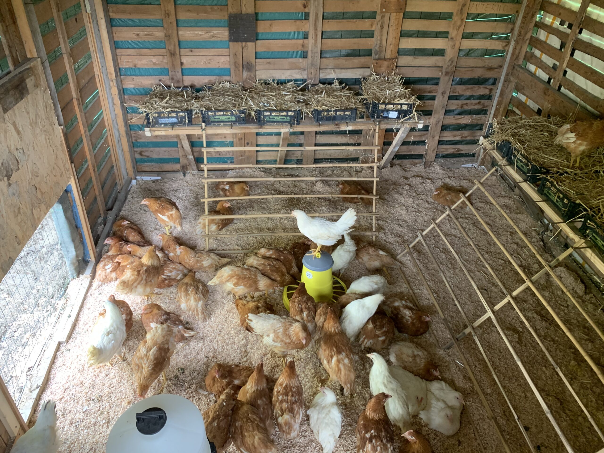 Ortaggi a km 0 a Sambruson