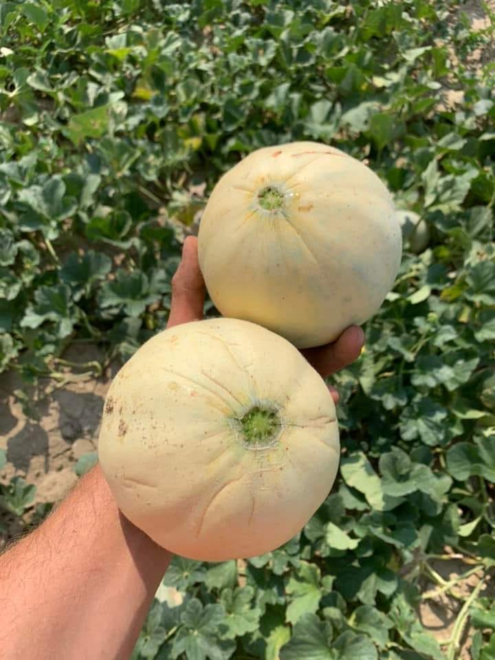 Azienda agricola a Sambruson