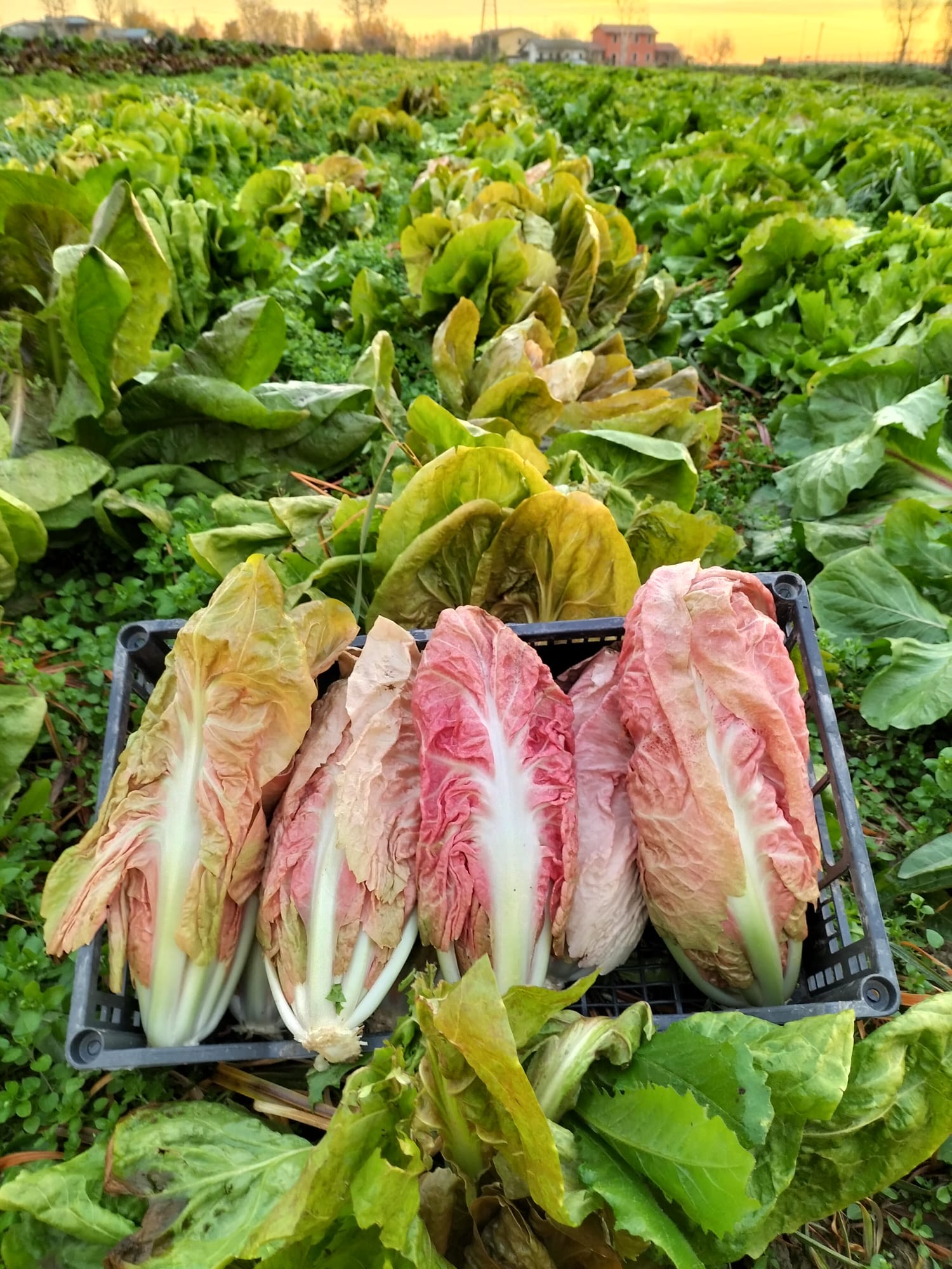 Azienda agricola a Sambruson