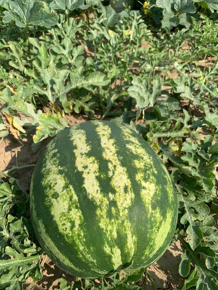 Azienda agricola a Sambruson