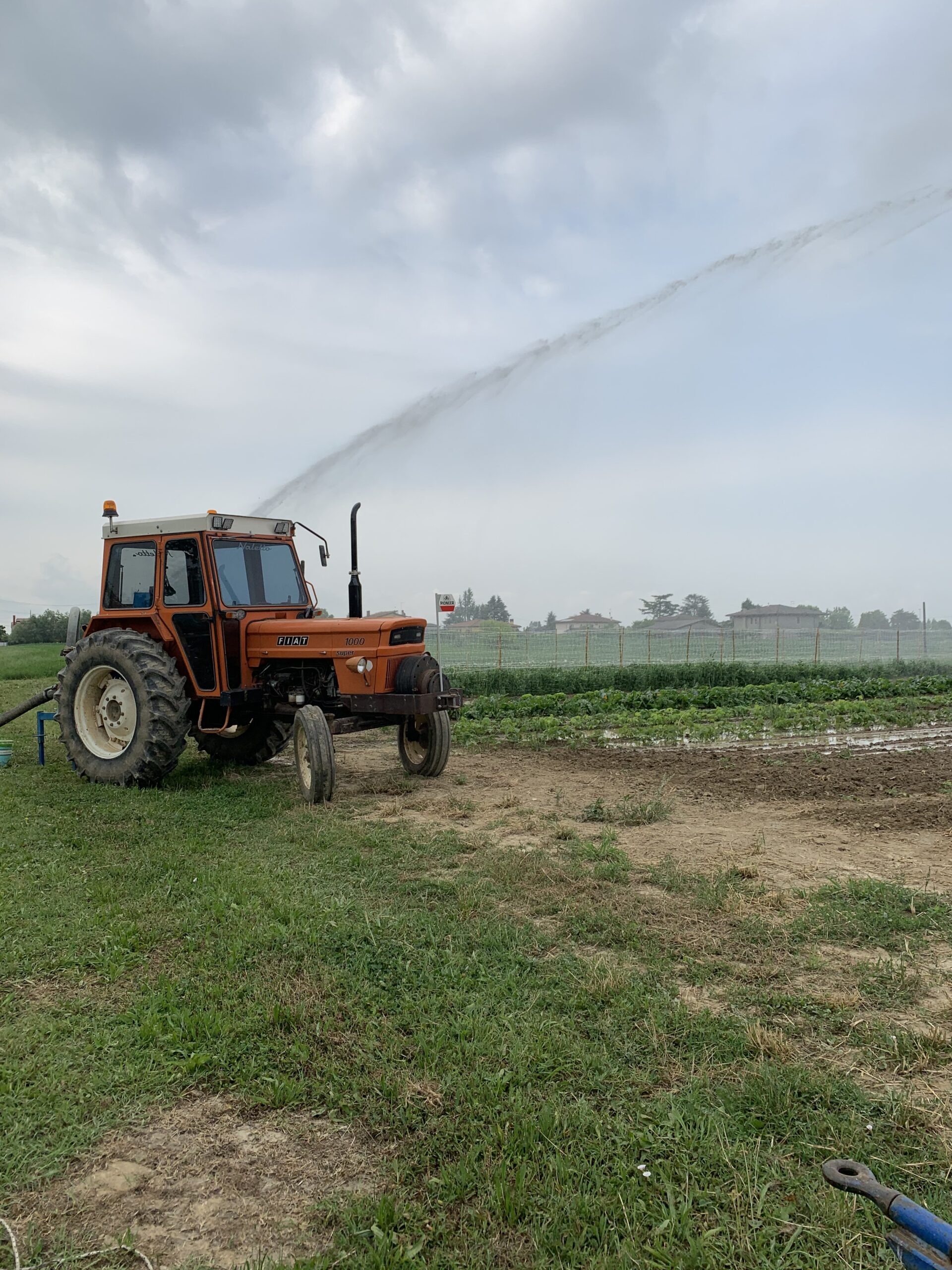 Ortaggi a km 0 a Sambruson